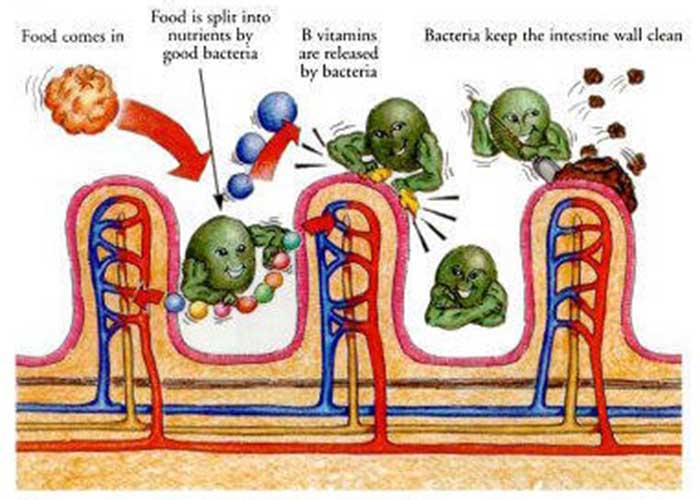 Healthiculture - Why You Need a Digestive System Cleanse